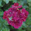 Ivy Geraniums 'Contessa Burgundy'