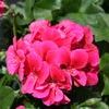 Ivy Geraniums  'Tutti Frutti'