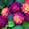 Lantana 'Bandana Cherry Sunrise'