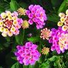Lantana 'Bandana Pink'