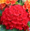 Lantana 'Bandana Red'
