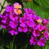 Lantana 'Bandana Rose Imp'