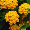 Lantana 'Bandana Trailing Gold'