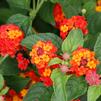 Lantana 'Luscious Citrus Blend'