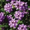 Lantana 'Luscious Grape'