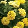 Lantana 'Luscious Lemonade'