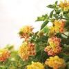 Lantana 'Luscious Tropical Fruit'