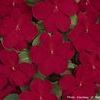 Impatien 'Dazzler Cranberry'