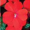 New Guinea 'Sonic Scarlet '09'