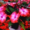 New Guinea 'Sonic Sweet Orange '09'