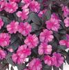 New Guinea 'Sonic Sweet Purple '09'