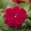 New Guinea  'Celebration Cherry Red Imp.'