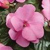 New Guinea  'Celebration Pink Imp.'