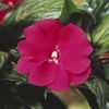 New Guinea  'Celebrette Hot Pink'