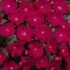 New Guinea  'Celebrette Hot Rose Imp.'