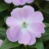 New Guinea  'Celebrette Icy Blue'
