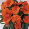 New Guinea  'Celebrette Orange Crush'