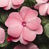 New Guinea  'Celebrette Pink'