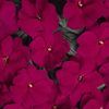 New Guinea  'Celebrette Purple Imp.'