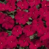 New Guinea  'Celebrette Red'