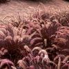 Ornamental Grass  'Penniselum-Red Riding Hood'