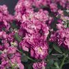 Stock 'Vintage Lavender'
