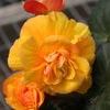 Tuberous Begonias  'Fortune Gold with Red Back'