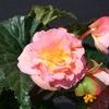 Tuberous Begonias  'Fortune Peach Shades'