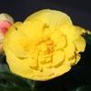 Tuberous Begonias  'Fortune Yellow'