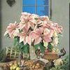 Poinsettia Euphorbia Pulcherrima 'Puebla'
