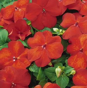 Impatien 'Super Elfin Bright Orange'