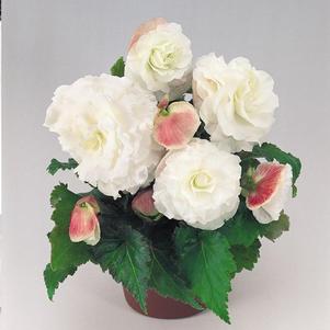 Tuberous Begonias 'Non Stop Appleblossom'