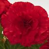 Tuberous Begonias 'Non Stop Bright Red'