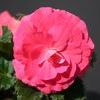 Tuberous Begonias 'Non Stop Bright Rose'