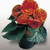 Tuberous Begonias 'Non Stop Golden Orange'