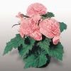 Tuberous Begonias 'Non Stop Pink'