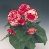 Tuberous Begonias 'Non Stop Rose Petticoat'