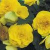 Tuberous Begonias 'Non Stop Yellow'