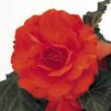 Tuberous Begonias 'Non Stop Mocca Deep Orange'