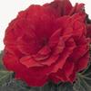 Tuberous Begonias 'Non Stop Mocca Scarlet'
