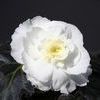 Tuberous Begonias 'Non Stop Mocca White'