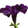 Wave Petunia 'Easy Wave Blue'