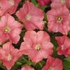 Wave Petunia 'Easy Wave Coral Reef'