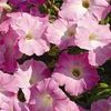 Wave Petunia 'Easy Wave Mystic Pink Improved'