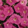 Wave Petunia 'Easy Wave Pink'