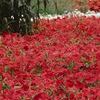 Wave Petunia 'Easy Wave Red Improved'