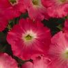 Wave Petunia 'Easy Wave Rosy Dawn'