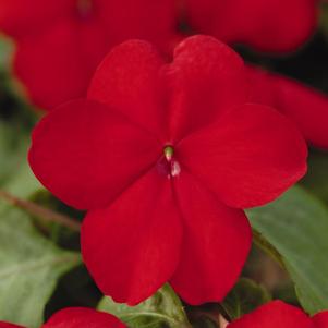 Impatien 'Super Elfin Red XP'