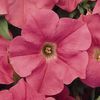 Wave Petunia 'Easy Wave Salmon'