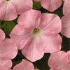 Wave Petunia 'Easy Wave Shell Pink'
